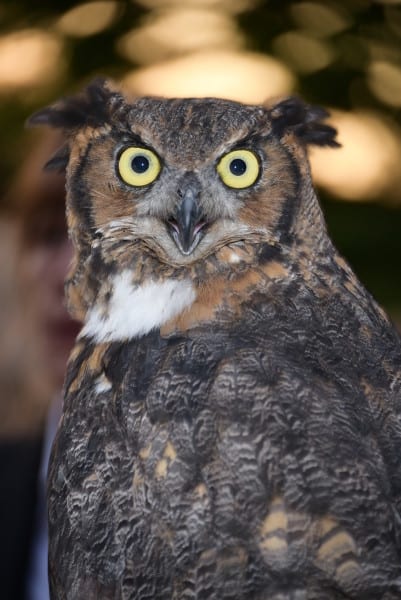 The 9th.Annual Evelyn Alexander Wildlife Rescue Center's "Get Wild" Summer Benefit on August 8, 2015 at Marders in Bridgehampton. photo by Rob Rich/SocietyAllure.com